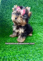 Xxsmall babydoll traditional female , a female Yorkshire Terrier for sale in Pensacola, FL – 8 of 10