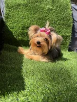 Small blue  Merle female , a female Yorkshire Terrier for sale in Pensacola, FL – 9 of 10