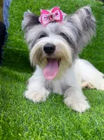 Blueberry female , a female Yorkshire Terrier for sale in Pensacola, FL – 6 of 10