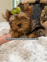 Blue Merle male , a male Yorkshire Terrier for sale in Pensacola, FL – 6 of 10