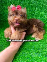 Chocolate female , a female Yorkshire Terrier for sale in Pensacola, FL – 3 of 10