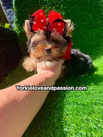 Babydoll traditional female , a female Yorkshire Terrier for sale in Pensacola, FL – 6 of 10
