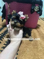 Xxxsmall traditional female , a female Yorkshire Terrier for sale in Pensacola, FL – Photo 10 of 10