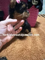 Xxxsmall traditional female , a female Yorkshire Terrier for sale in Pensacola, FL – Photo 7 of 10