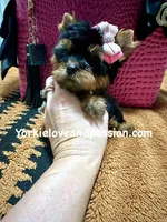 Xxxsmall traditional female , a female Yorkshire Terrier for sale in Pensacola, FL – Photo 6 of 10