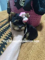 Xxxsmall traditional female , a female Yorkshire Terrier for sale in Pensacola, FL – Photo 4 of 10