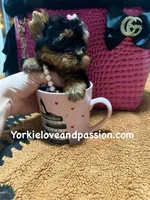 Xxxsmall traditional female , a female Yorkshire Terrier for sale in Pensacola, FL – Photo 5 of 10
