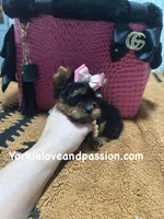 Xxxsmall traditional female , a female Yorkshire Terrier for sale in Pensacola, FL – Photo 2 of 10
