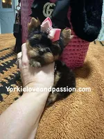 Xxxsmall traditional female , a female Yorkshire Terrier for sale in Pensacola, FL – Photo 3 of 10