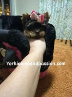 Xxxsmall traditional female , a female Yorkshire Terrier for sale in Pensacola, FL – Photo 9 of 10
