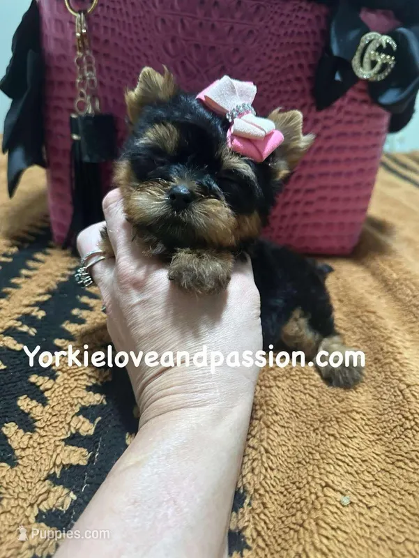 Xxxsmall traditional female  – Yorkshire Terrier puppy for sale in Pensacola, FL