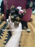 Xxxsmall traditional female , a female Yorkshire Terrier for sale in Pensacola, FL – Photo 1 of 10