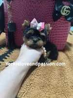 Xxxsmall traditional female , a female Yorkshire Terrier for sale in Pensacola, FL – Photo 8 of 10