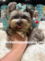 Silver Merle male , a male Yorkshire Terrier for sale in Pensacola, FL – 6 of 6