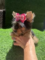 Lola, a female Yorkshire Terrier for sale in Pensacola, FL – 5 of 8