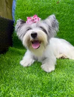 Blueberry female , a female Yorkshire Terrier for sale in Pensacola, FL – 3 of 10