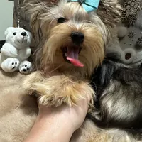 Small male, a male Yorkshire Terrier for sale in Pensacola, FL – Photo 7 of 9