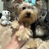 Small male, a male Yorkshire Terrier for sale in Pensacola, FL – Photo 4 of 9