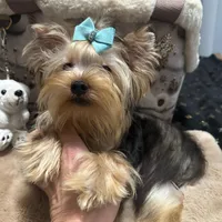 Small male, a male Yorkshire Terrier for sale in Pensacola, FL – Photo 3 of 9