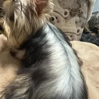 Small male, a male Yorkshire Terrier for sale in Pensacola, FL – Photo 9 of 9