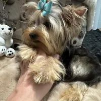 Small male, a male Yorkshire Terrier for sale in Pensacola, FL – Photo 2 of 9