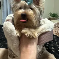 Small male, a male Yorkshire Terrier for sale in Pensacola, FL – Photo 1 of 9