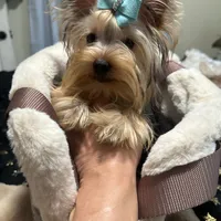 Small male, a male Yorkshire Terrier for sale in Pensacola, FL – Photo 5 of 9