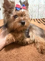 Sable male , a male Yorkshire Terrier for sale in Pensacola, FL – 4 of 10