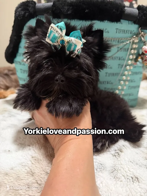 Small black male  – Yorkshire Terrier puppy for sale in Pensacola, FL