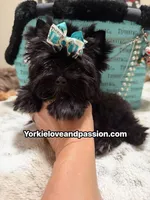 Small black male , a male Yorkshire Terrier for sale in Pensacola, FL – 1 of 10