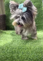 Silver Merle male , a male Yorkshire Terrier for sale in Pensacola, FL – 5 of 10