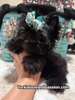 Small black male , a male Yorkshire Terrier for sale in Pensacola, FL – 2 of 10