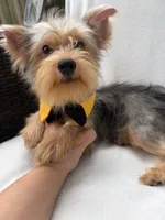 Bruno , a male Yorkshire Terrier for sale in Pensacola, FL – 6 of 10