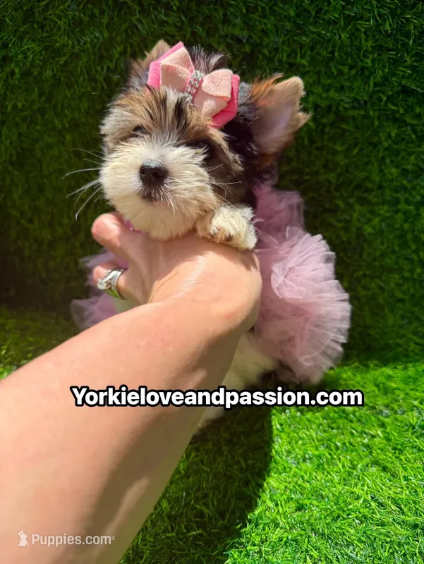 Small Parti female  – Yorkshire Terrier puppy for sale in Pensacola, FL
