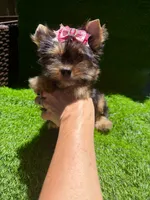 Lola, a female Yorkshire Terrier for sale in Pensacola, FL – 7 of 8