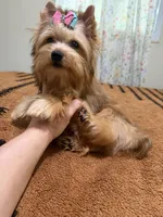 Sable female , a female Yorkshire Terrier for sale in Pensacola, FL – 6 of 10