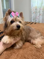 Sable female , a female Yorkshire Terrier for sale in Pensacola, FL – 5 of 10