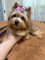 Sable female , a female Yorkshire Terrier for sale in Pensacola, FL – 3 of 10