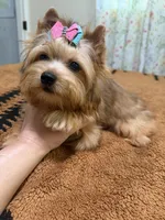 Sable female , a female Yorkshire Terrier for sale in Pensacola, FL – 2 of 10