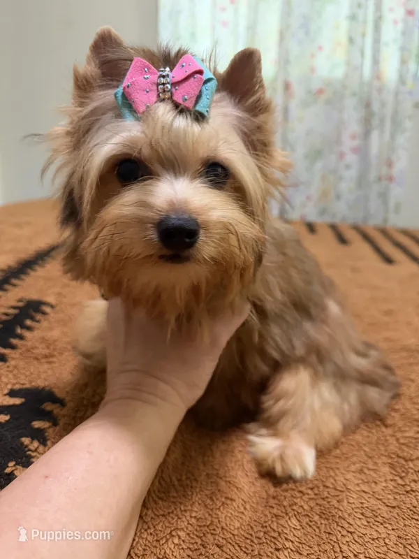 Sable female  – Yorkshire Terrier puppy for sale in Pensacola, FL