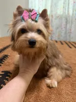 Sable female , a female Yorkshire Terrier for sale in Pensacola, FL – 1 of 10