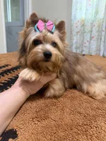 Sable female , a female Yorkshire Terrier for sale in Pensacola, FL – 9 of 10