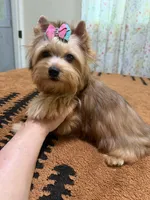 Sable female , a female Yorkshire Terrier for sale in Pensacola, FL – 7 of 10