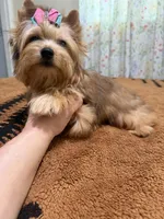 Sable female , a female Yorkshire Terrier for sale in Pensacola, FL – 4 of 10