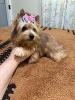 Sable female , a female Yorkshire Terrier for sale in Pensacola, FL – 10 of 10