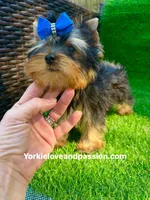 Tiny traditional male , a male Yorkshire Terrier for sale in Pensacola, FL – 5 of 10