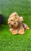 Chocolate Merle male , a male Yorkshire Terrier for sale in Pensacola, FL – 7 of 9