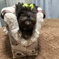 Black Merle male, a male Yorkshire Terrier for sale in Pensacola, FL – Photo 2 of 10