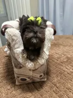 Black Merle male, a male Yorkshire Terrier for sale in Pensacola, FL – Photo 2 of 10