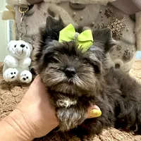 Black Merle male, a male Yorkshire Terrier for sale in Pensacola, FL – Photo 1 of 10